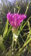 Image of Centaurea napifolia L.