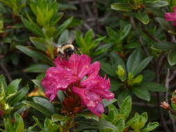 Image of Bombus pyrenaeus Pérez 1879