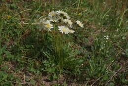 Image of Taraxacum arcticum (Trautv.) Dahlst.