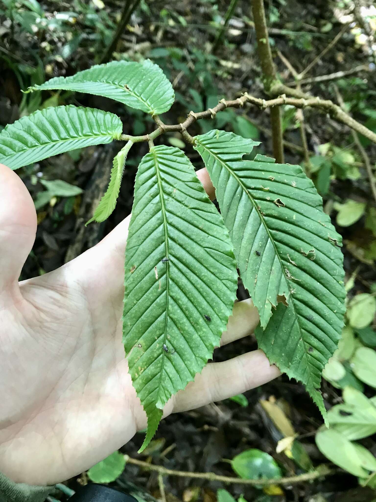 Image of Begonia cooperi C. DC.