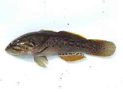 Image of Northern purplespotted gudgeon