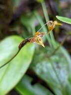 Image of Pleurothallis silverstonei Luer