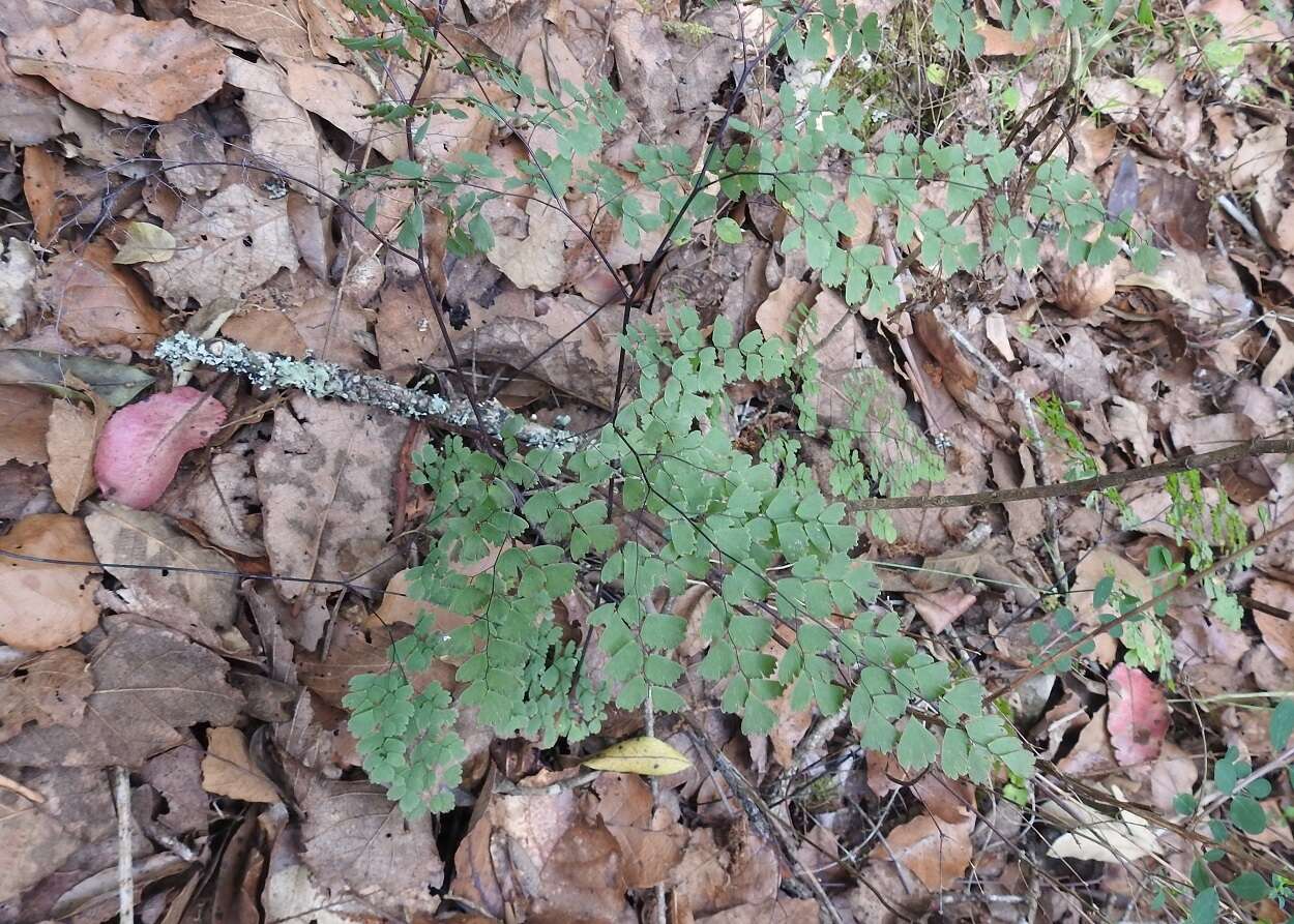 Image of Adiantum andicola Liebm.