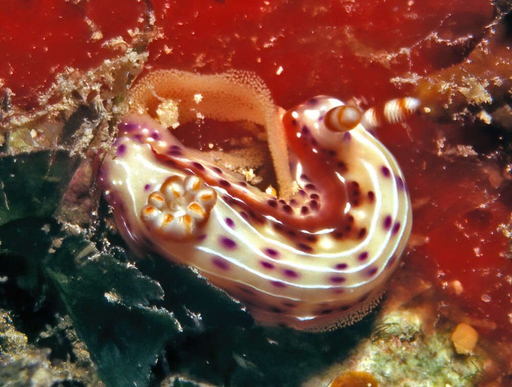 Plancia ëd Hypselodoris maculosa (Pease 1871)