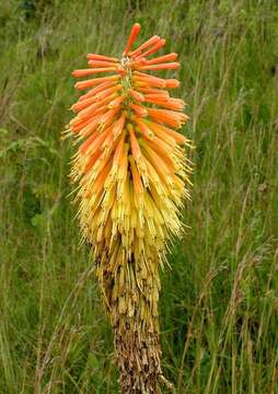 Image of Red hot poker