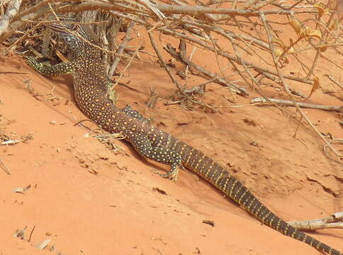 Image of Sand Monitor