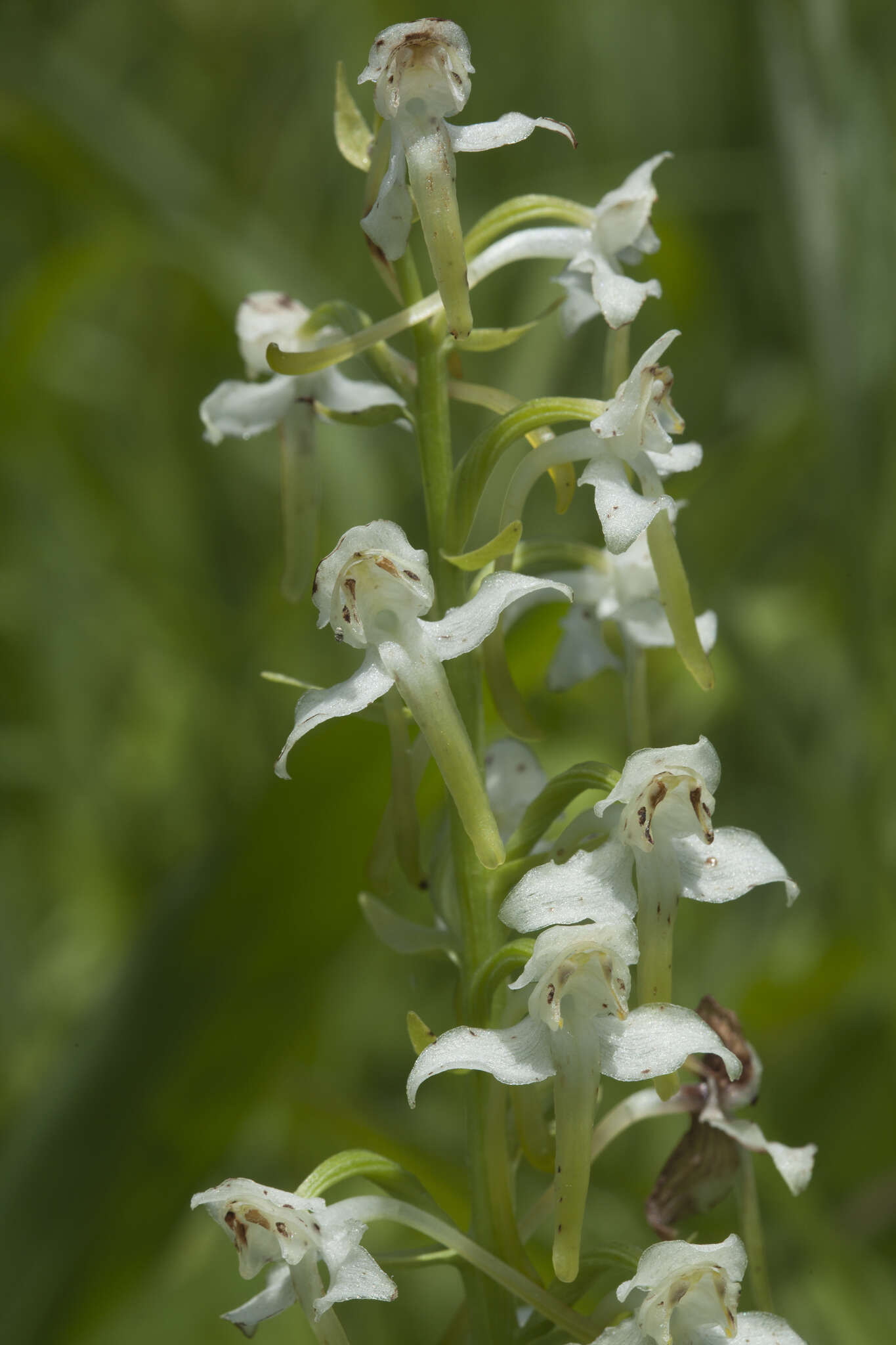 Image of Platanthera densa Freyn