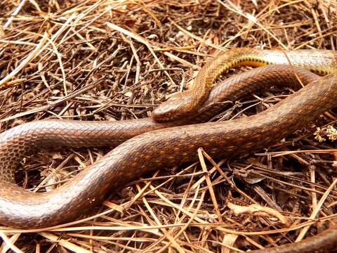 Image of Johann's Keelback