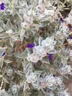 Imagem de Salvia funerea M. E. Jones