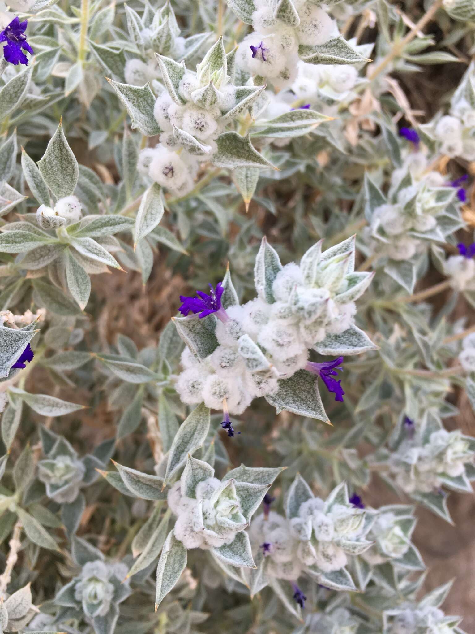 Image of woolly sage