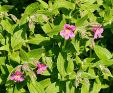 Image of Great Purple Monkey-Flower