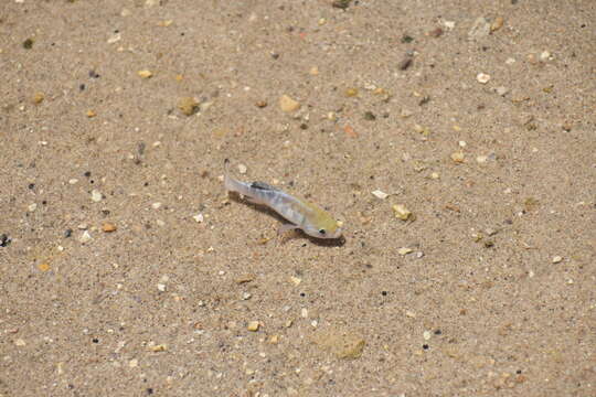 Image of Cottonball Marsh Pupfish