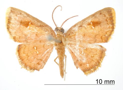 Image of <i>Tricentra consequens</i> Warren 1935