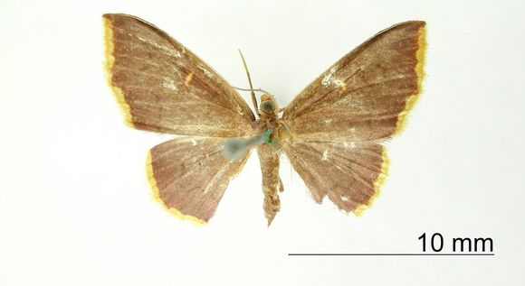 Image of <i>Tricentra flavistigma</i> Warren