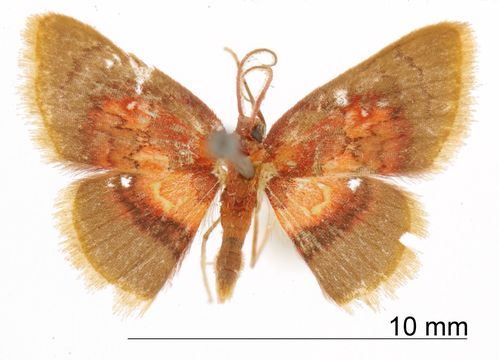 Image of <i>Tricentra ignefumosa</i> Warren 1906