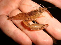 Image of bristled river shrimp