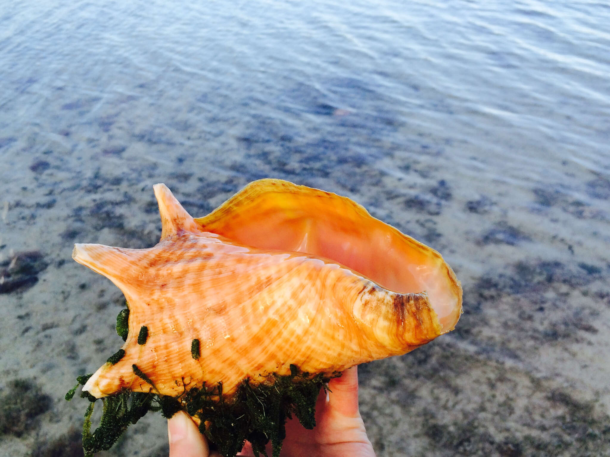 Image of Pink Conch