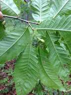 Image of Asian chestnut gall wasp