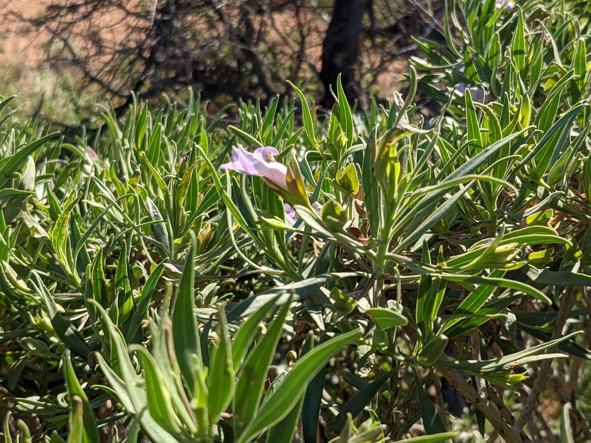 Eremophila freelingii F. Muell. resmi