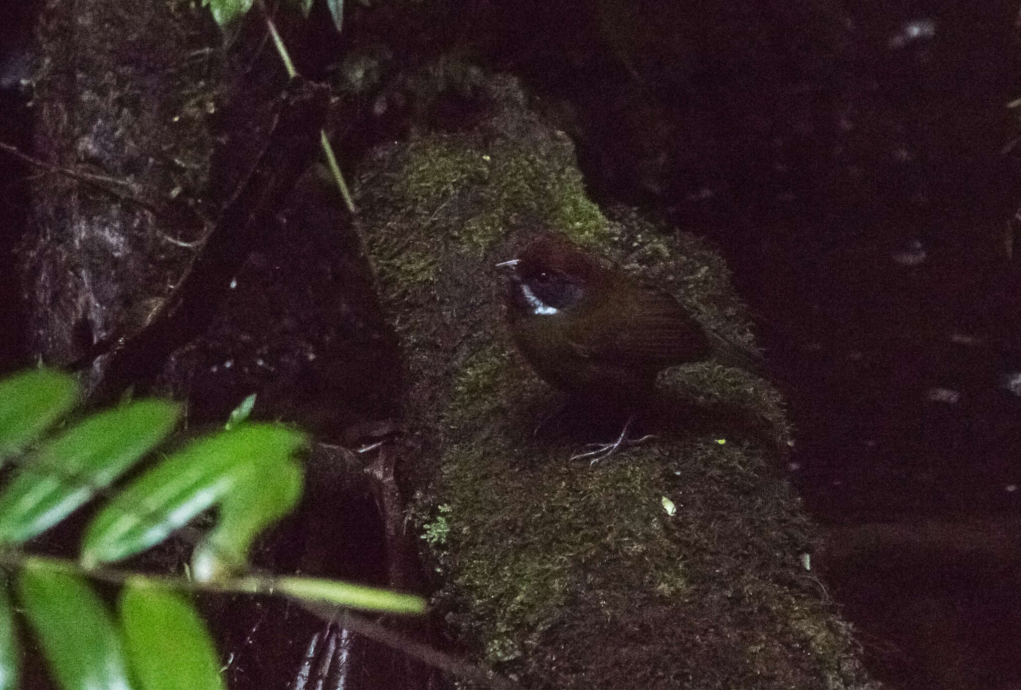 Image of Sooty-faced Finch