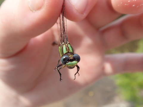 Imagem de Ophiogomphus australis Carle 1992