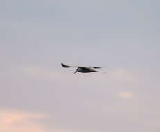 Image of Common Tern