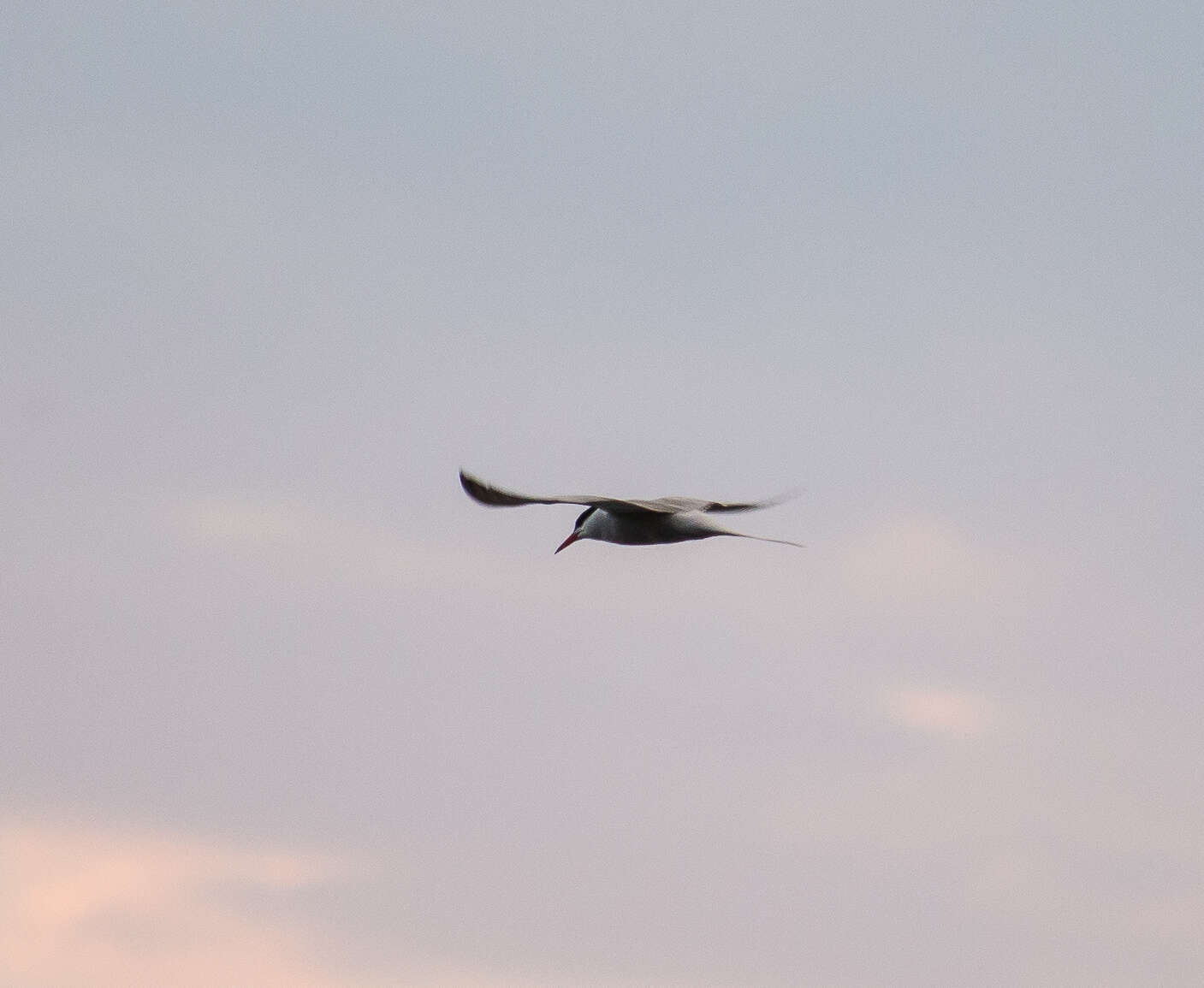 Image of Common Tern