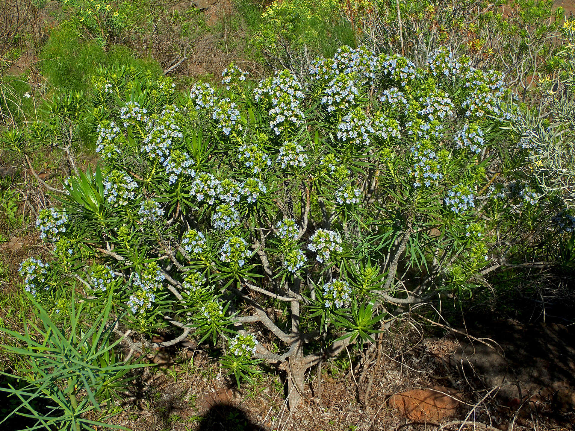 Image of Echium decaisnei Webb & Berth.