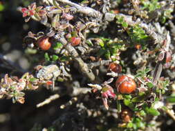 Image de Nenax microphylla (Sond.) Salter