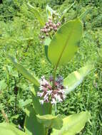 Image of common milkweed