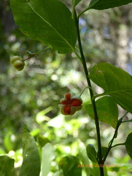 Image of western burning bush