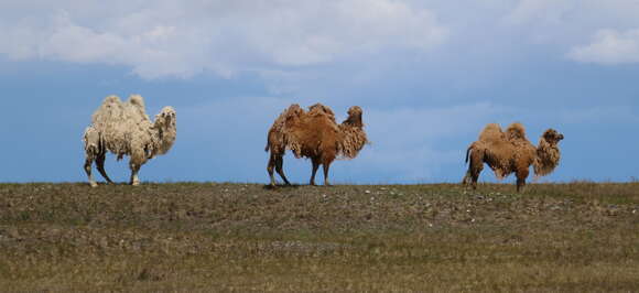 Image of Bactrian camel