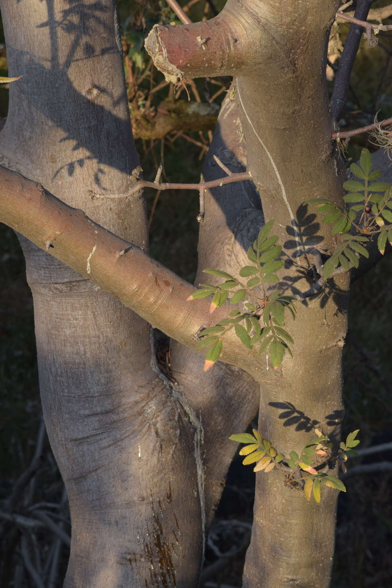 Image of Bursera cuneata (Schltdl.) Engl.