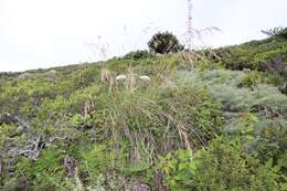 Plancia ëd Festuca californica Vasey