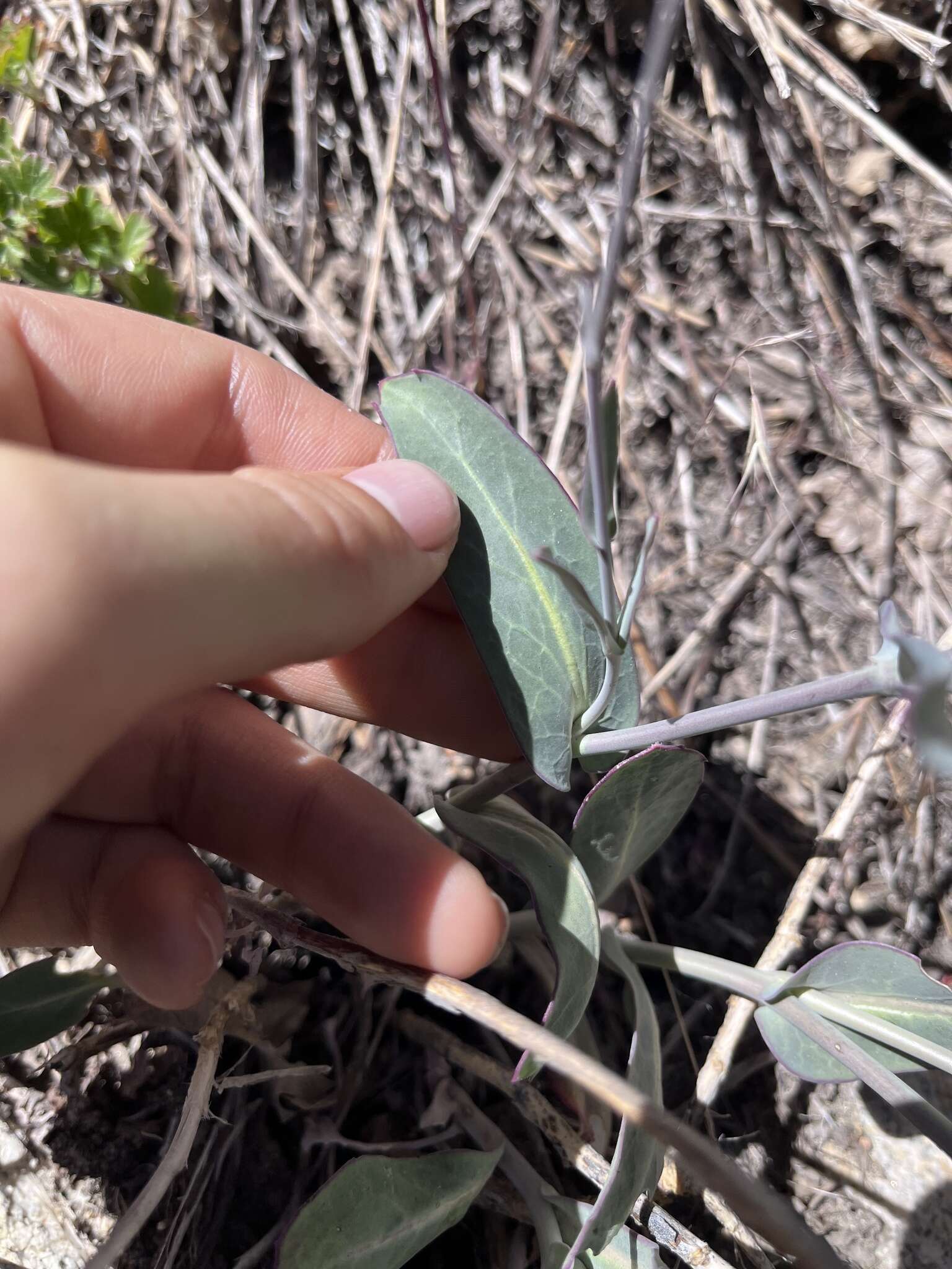 Image of Laguna Mountain jewelflower