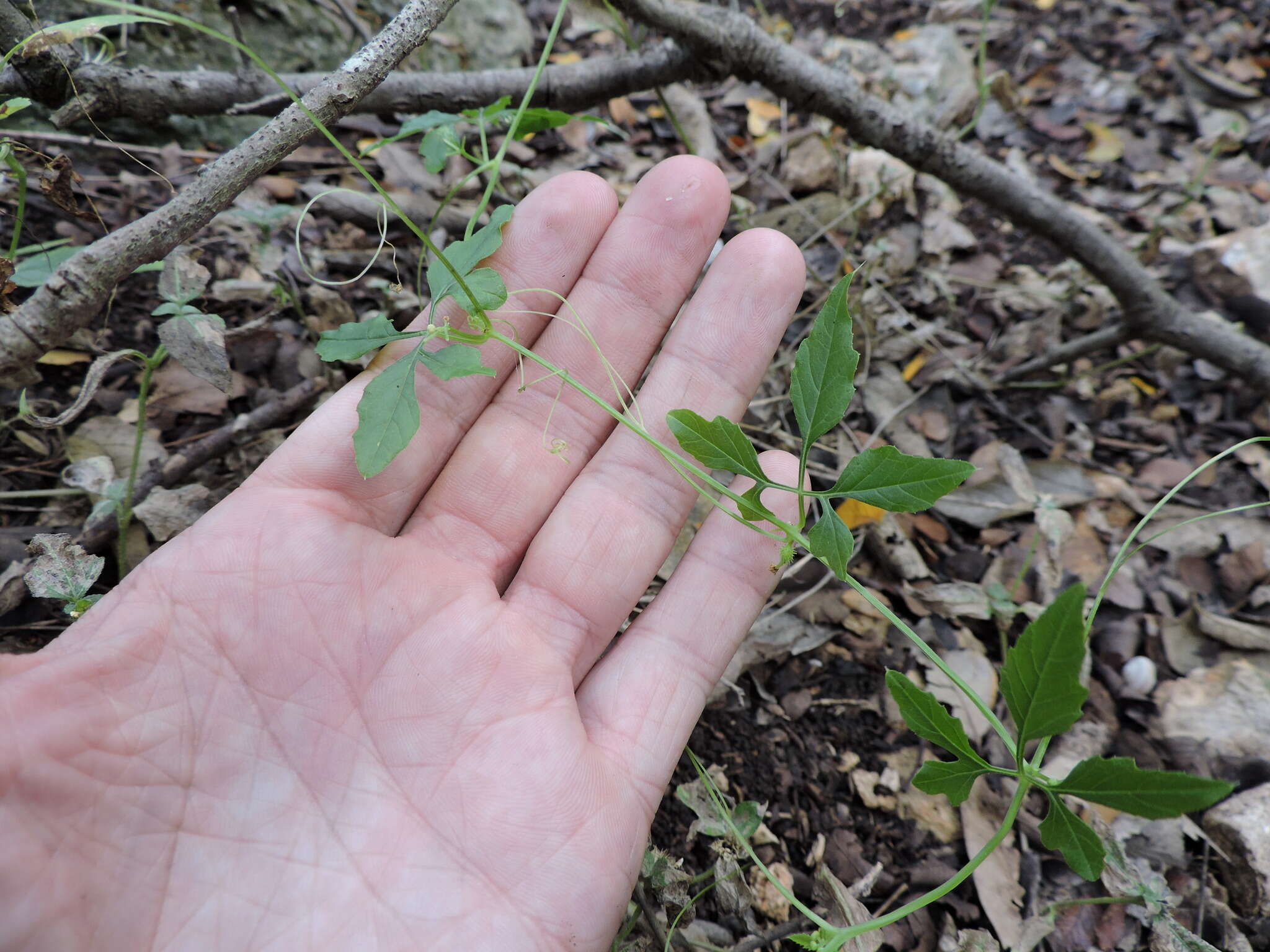 Image of Naudin's cyclanthera