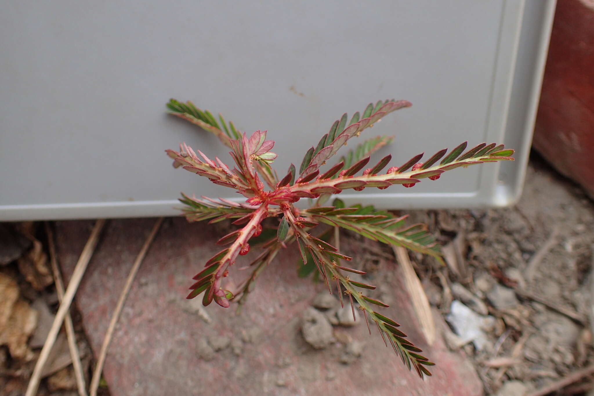 Image of Phyllanthus urinaria subsp. urinaria