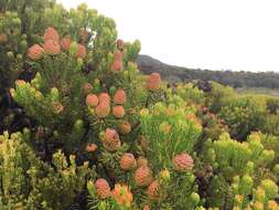 صورة Leucadendron teretifolium (Andrews) I. Williams