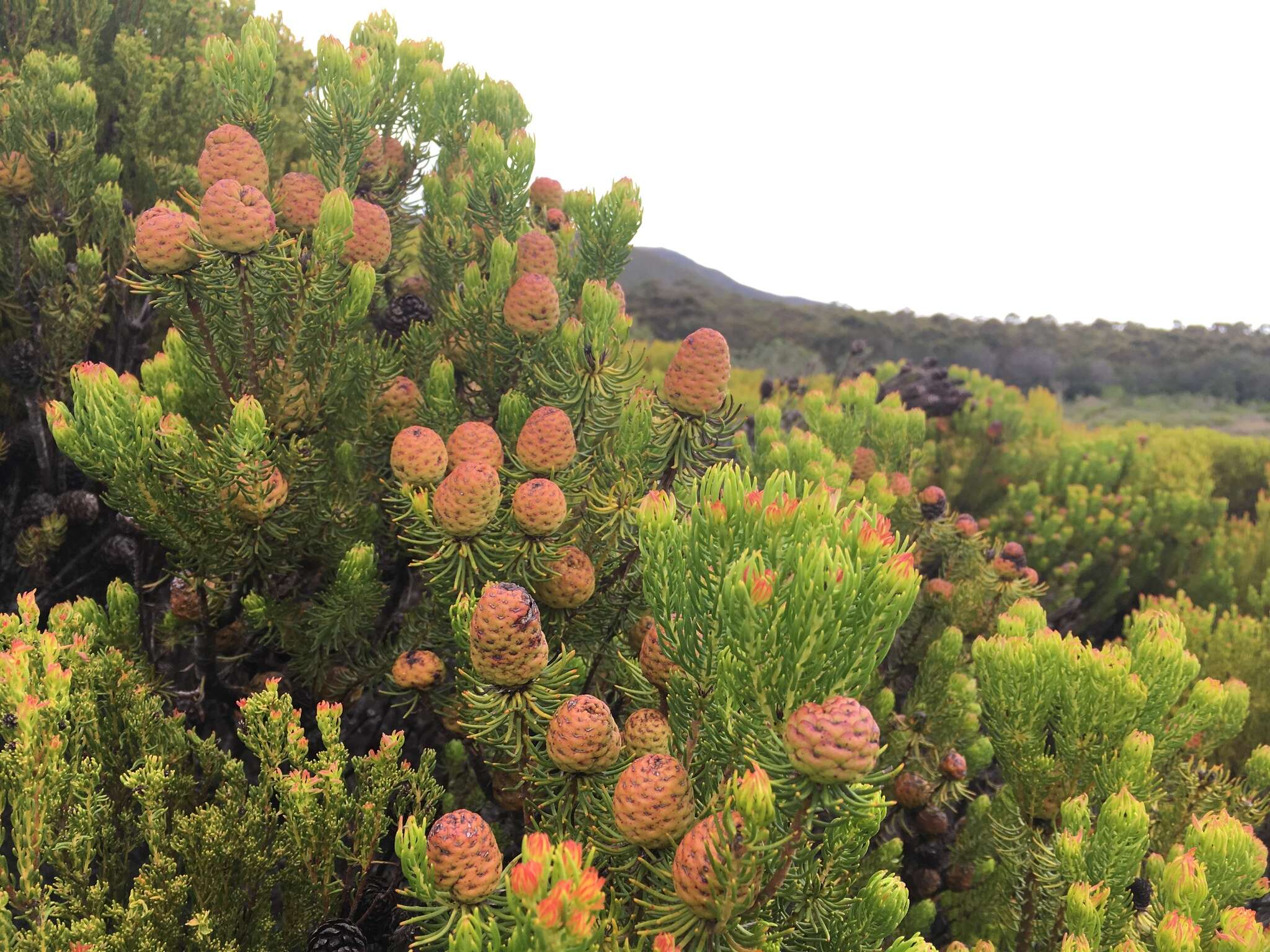 Image of Leucadendron teretifolium (Andrews) I. Williams