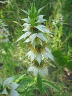 Image of Monarda punctata var. intermedia (E. M. McClint. & Epling) Waterf.