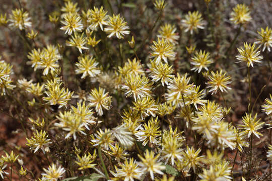 Image of Ptilotus gaudichaudii (Steudel) J. M. Black