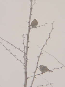 Image of Common Reed Bunting