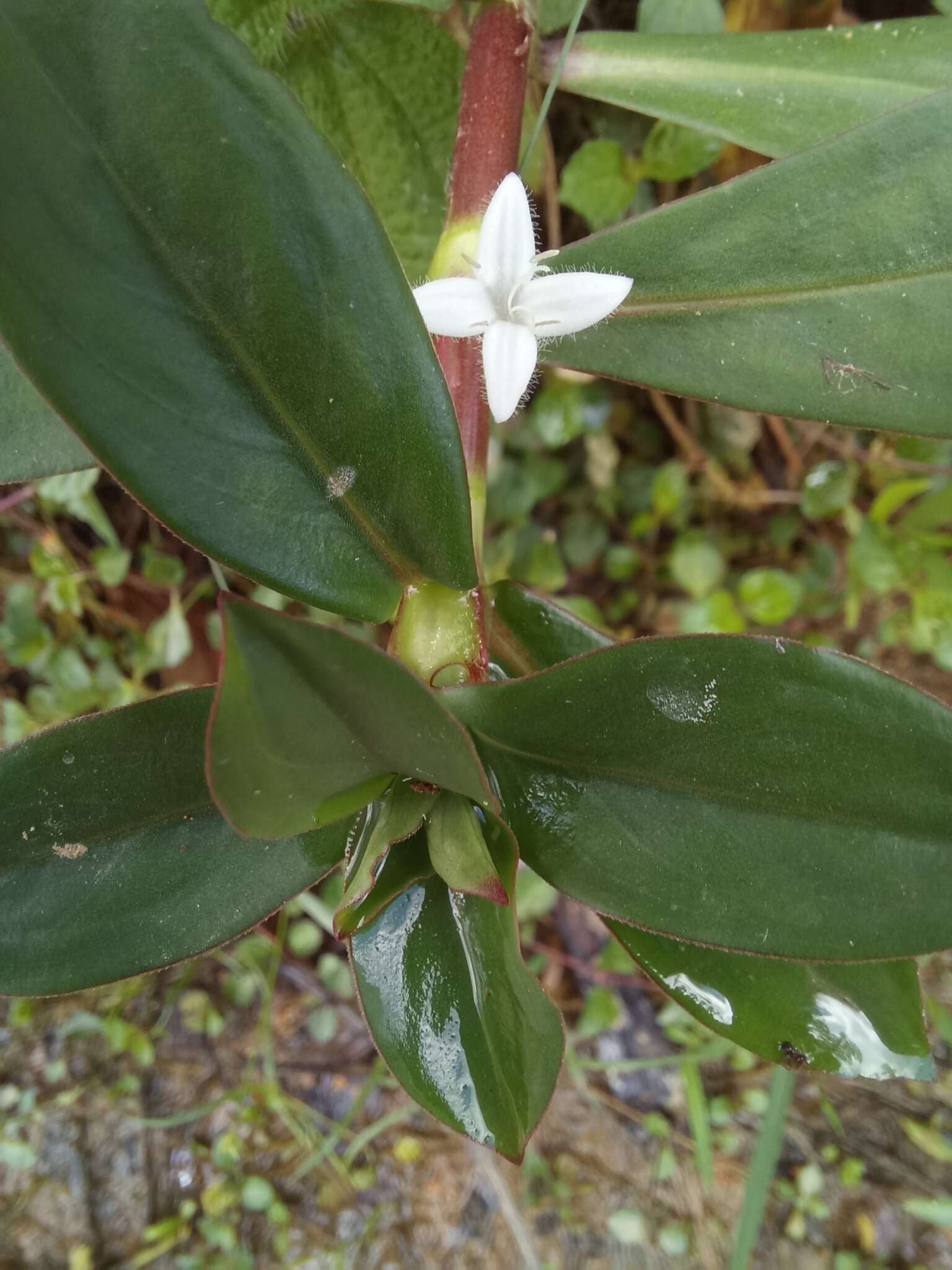 Image of Diodia saponariifolia (Cham. & Schltdl.) K. Schum.