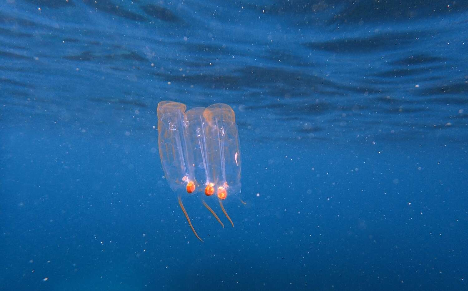 Image of Giant salp