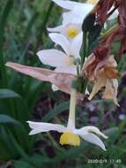 Image of Narcissus tazetta subsp. italicus (Ker Gawl.) Baker