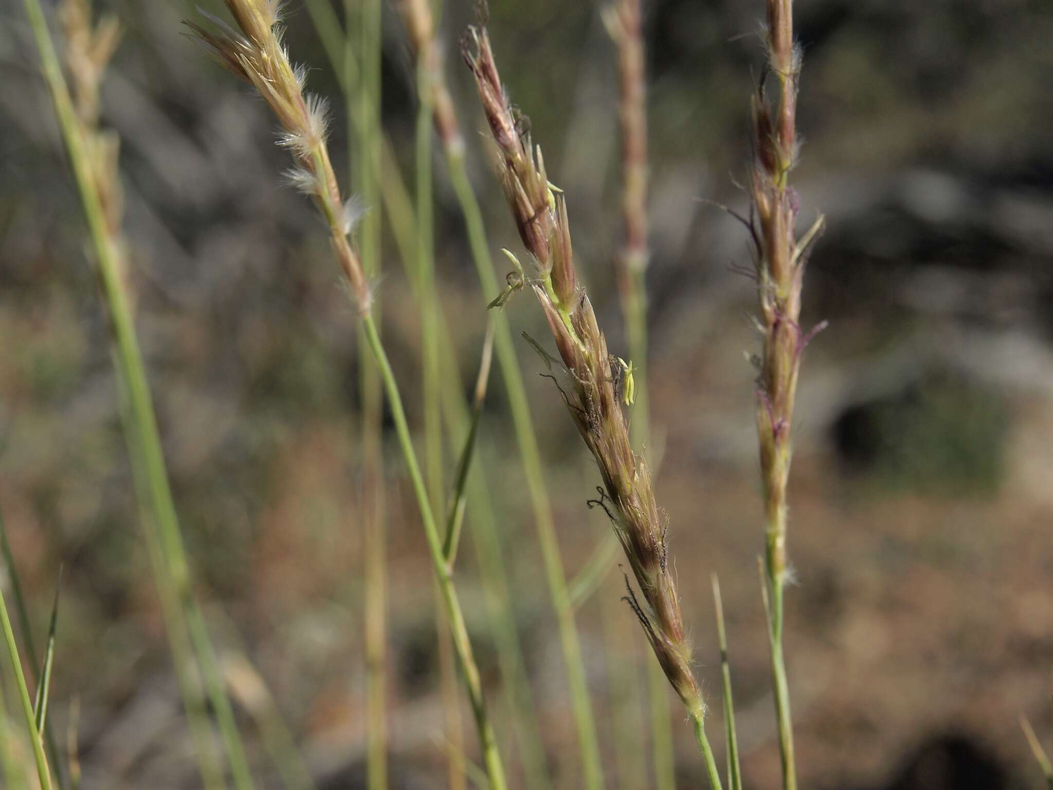 Hilaria jamesii (Torr.) Benth. resmi