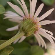 Image de Erigeron garrettii A. Nels.