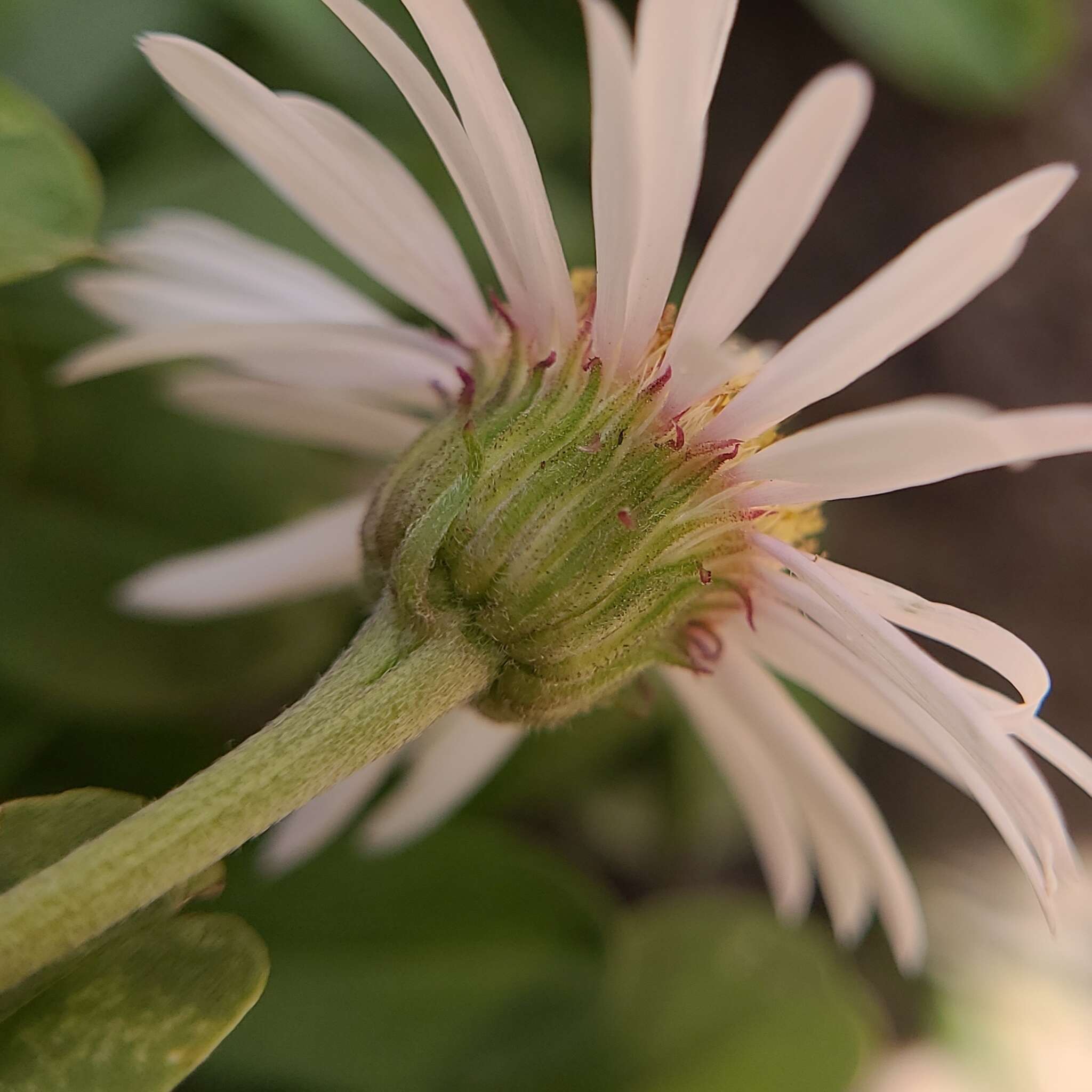 Image of Garrett's fleabane