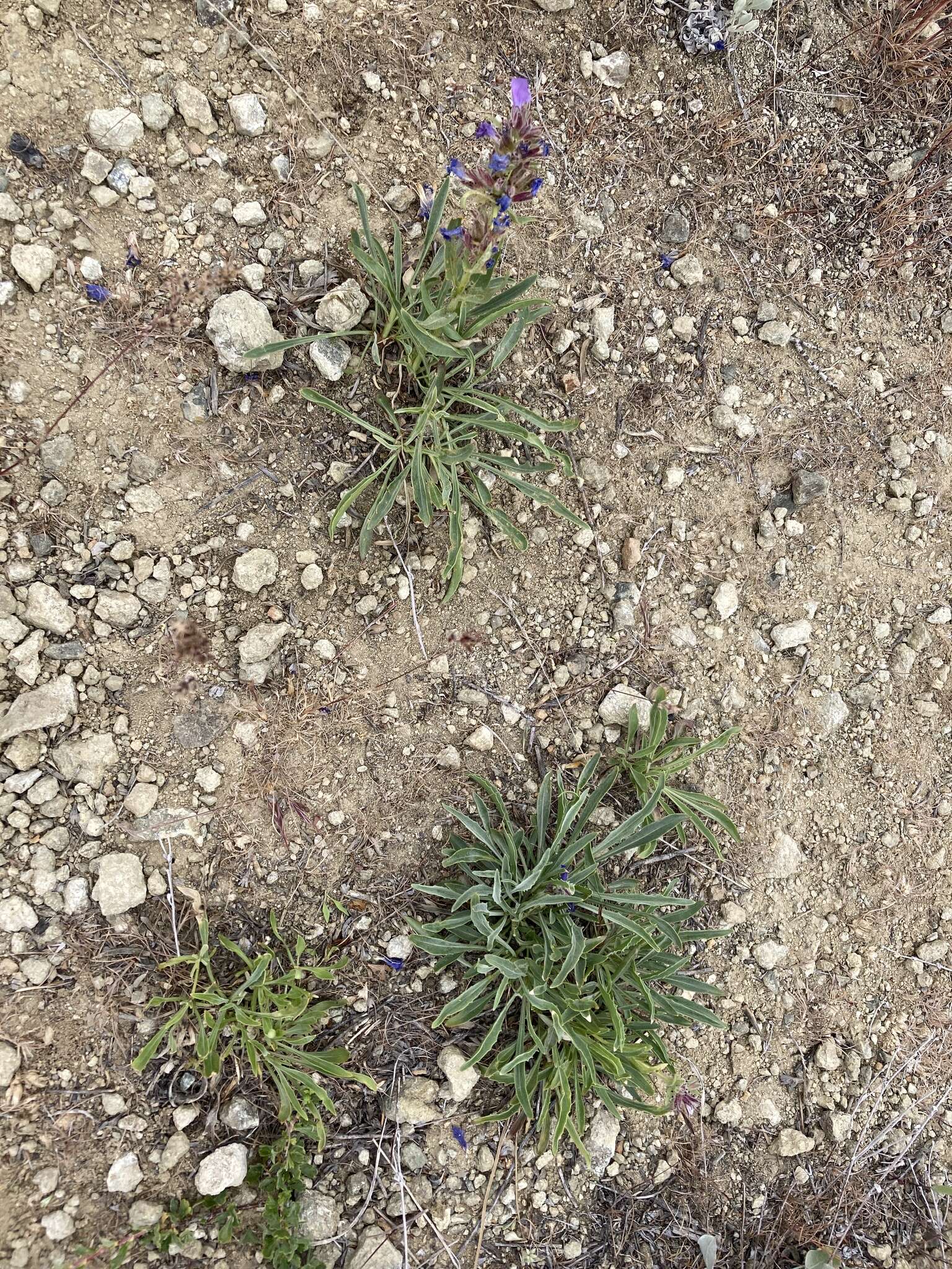 Image de Penstemon eriantherus var. whitedii (Piper) A. Nels.