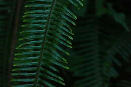 Image of Mexican Umbrella Fern